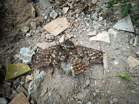Bird with spread wings resting on ground near broken tiles and stones in ou.. Stock-Fotos