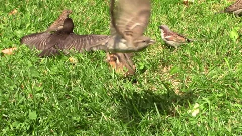 Bird Spreading It's Wings While Feeding Vídeo Stock 148873878