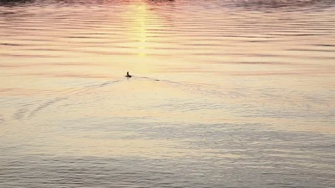 The bird spreads its wings at sunset Vidéo 78986868