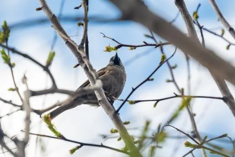 Bird at spring. Blue sky background. Stock Photos