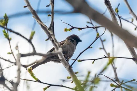 Bird at spring. Blue sky background. Foto stock