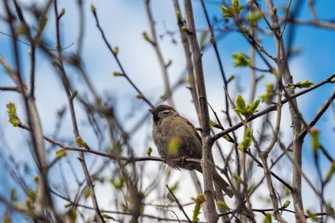 Bird at spring. Blue sky background. Foto stock