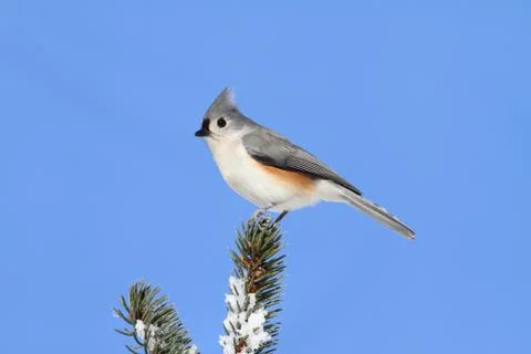 Bird on a spruce tree with snow Stock Photos