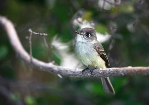 Bird squad passerines. Stock Photos