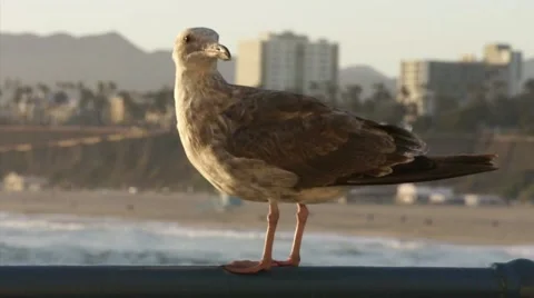 Bird in St Monica HD Stock Footage