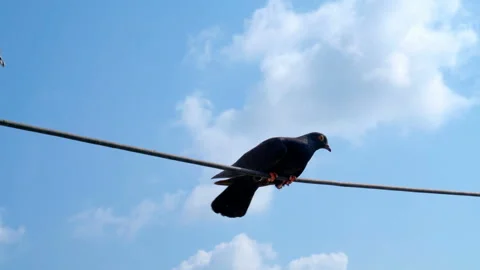 Bird Stabilize on the cable Stock Footage 240385915