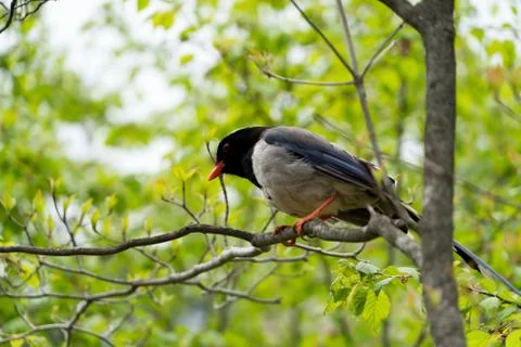 A bird stand alone on the tree looking for a friend Stock Photos