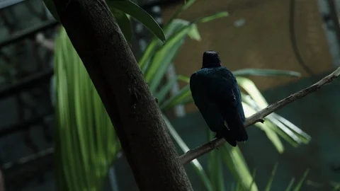 Bird Stand on Branch Stock Footage 113544318