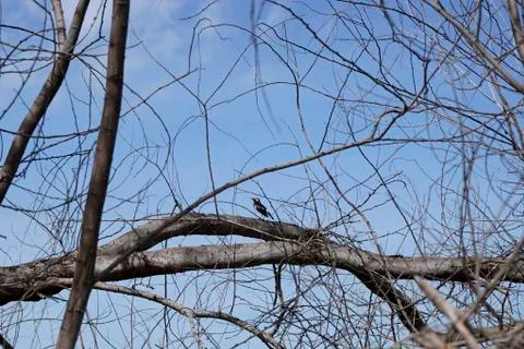 Bird stand on the dead tree with the blue sky Stock Photos