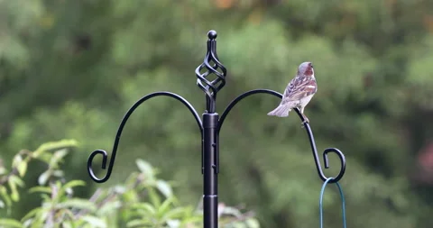 Bird Stand Vídeos de archivo 132529374
