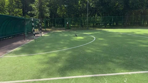 Bird standing alone on empty green soccer field with artificial turf Vídeo Stock 338201423