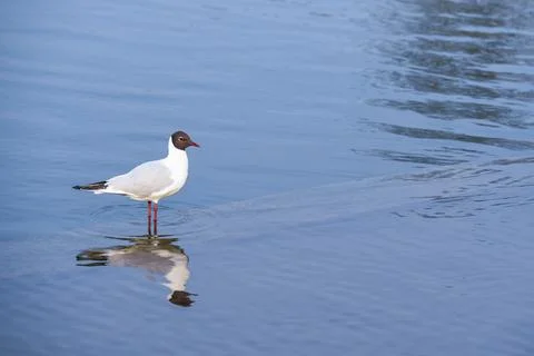 A bird standing alone in a pool of clear blue water Stock Photos