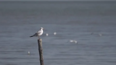 Bird standing on bamboo stump Stock Footage 249251099