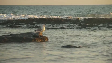 A bird standing on a beach Video stock 155403295