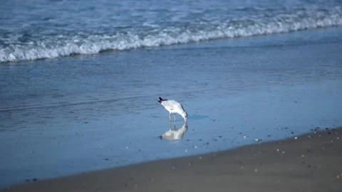 A bird standing on a beach Video stock 155404125