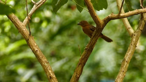 Bird standing on branch in focus takes off on blurry background Stock Footage 123557746