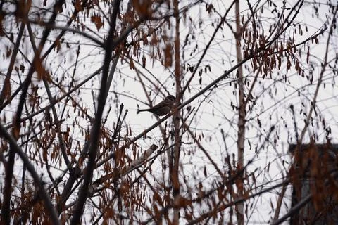 Bird standing on a branch Stock Photos