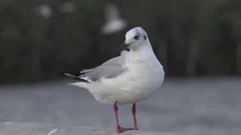 Bird standing on bridge rail Stock Footage 77359254