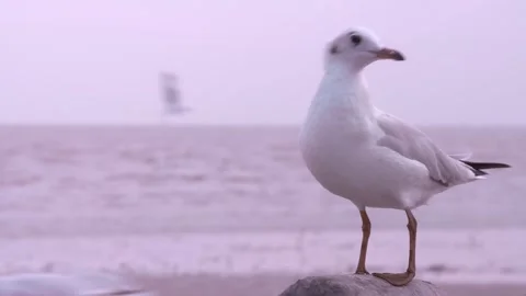 Bird standing on bridge rail Stock Footage 249251005