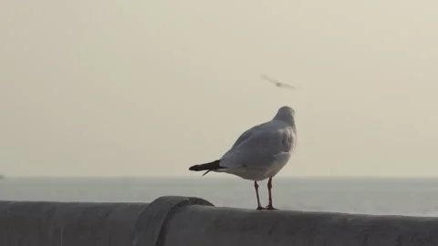 Bird standing on bridge rail Stock Footage 250895466