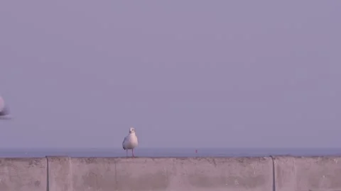 Bird standing on bridge rail Stock Footage 251614264