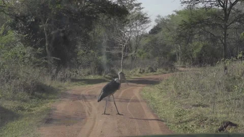 A bird standing on a dirt road Stock Footage 155357756