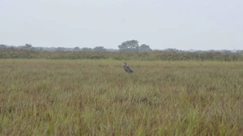 A bird standing on a dry grass field Stock Footage 155403781