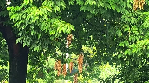 A bird that is standing. Vídeo Stock 282627896