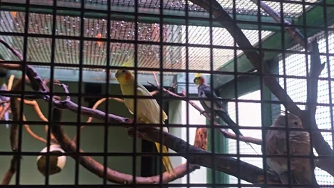 A bird that is standing. Stock Footage 282631009