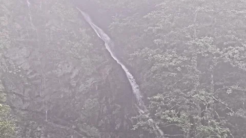 A bird that is standing. Stock Footage 282790346