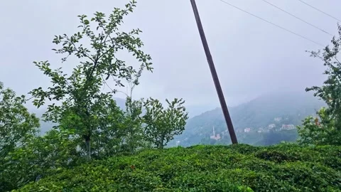 A bird that is standing. Video stock 282800242