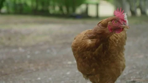 A bird standing in front of a chicken Stock Footage 155358010
