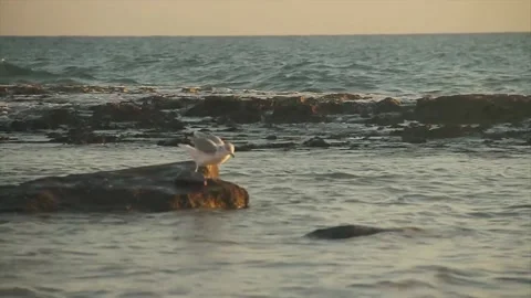 A bird standing in front of the ocean Stock Footage 155403277