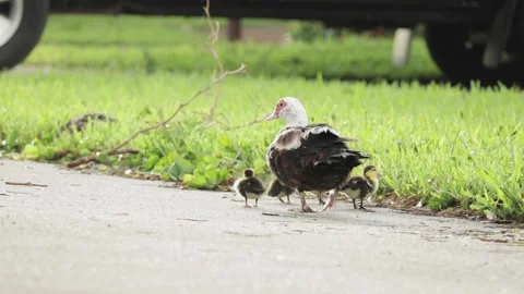 A bird that is standing in the grass Video stock 155397829