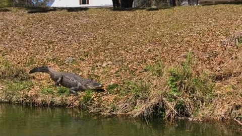 A bird that is standing in the grass next to a body of water Stock Footage 155355899