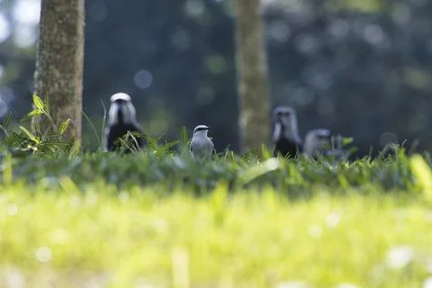 A bird is standing in the grass next to two other birds Stock Photos