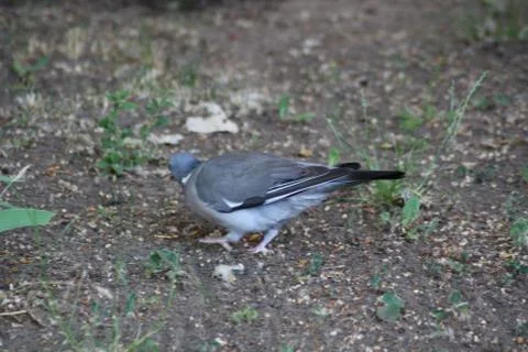 A bird that is standing in the grass Stock Photos