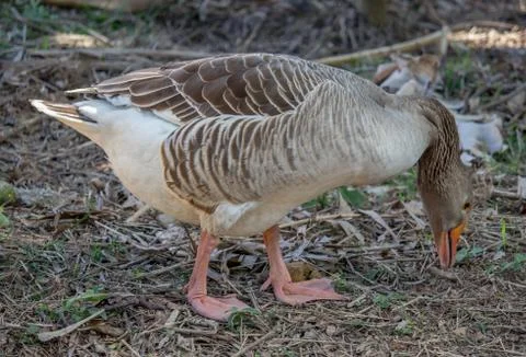 A bird that is standing in the grass 写真素材