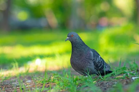 A bird that is standing in the grass Foto stock