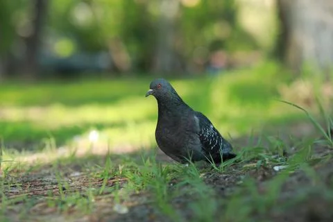 A bird that is standing in the grass Stock Photos