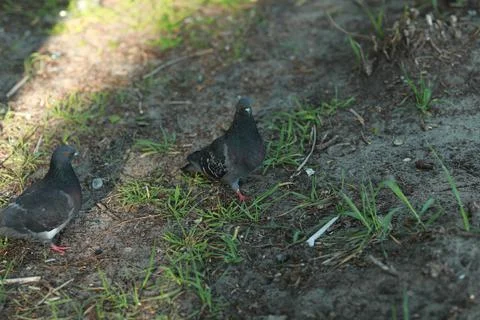 A bird that is standing in the grass 库存照片
