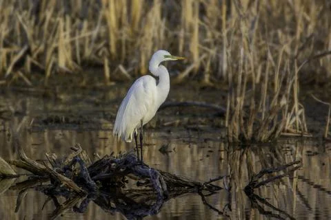 A bird that is standing in the grass Stock Photos