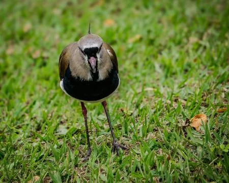 Bird standing on the grass Stock Photos