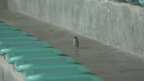 Bird standing on the ground and taking off from stadium. Slow motion 스톡 동영상 133388498