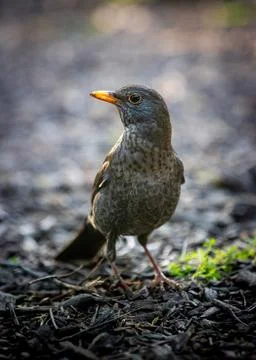 A bird is standing on the ground with its head tilted to the side Stock Photos