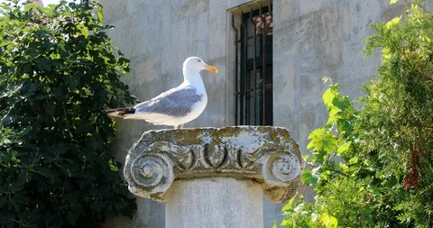 Bird Standing On An Ionic Column Video stock 125683367
