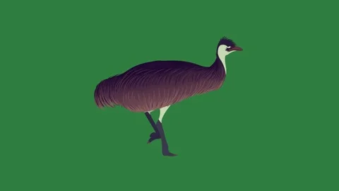 A bird is standing isolated on green screen background Video stock 336855507