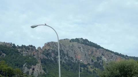 The bird is standing on the light Stock Footage 248292035