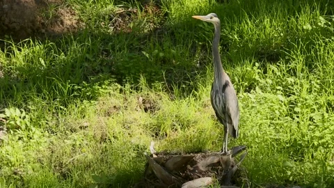 A bird standing on a lush green field Video stock 155393606