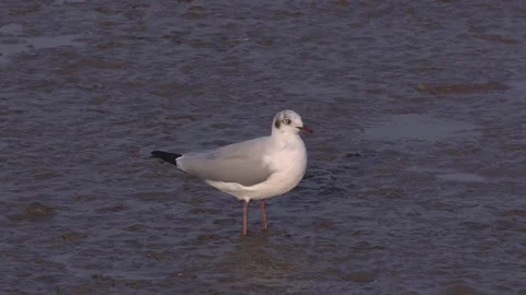 Bird standing on mudflat in the gust of wind Stock Footage 249876295